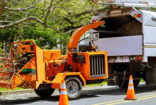 tree removal delaware pa