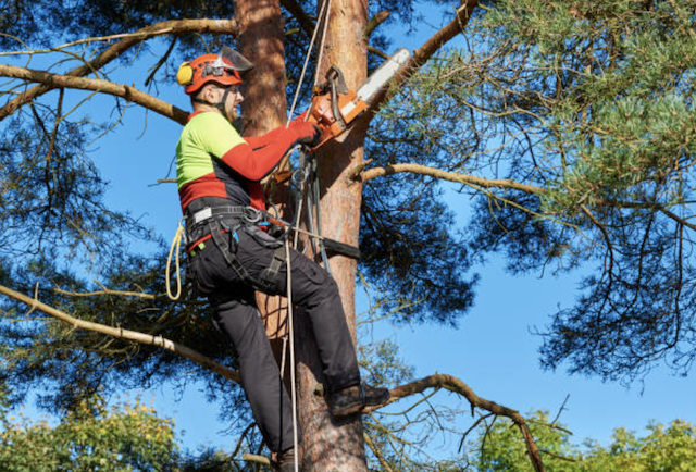 tree trimming delaware pa