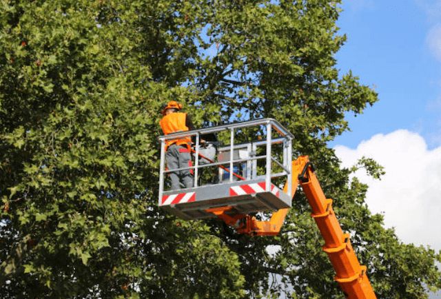 tree trimming delaware