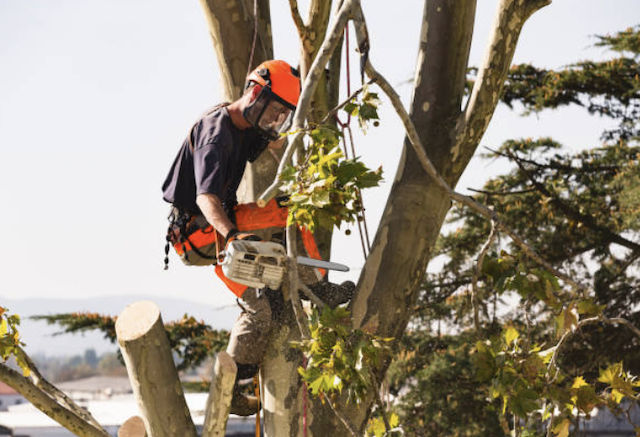 tree removal delaware