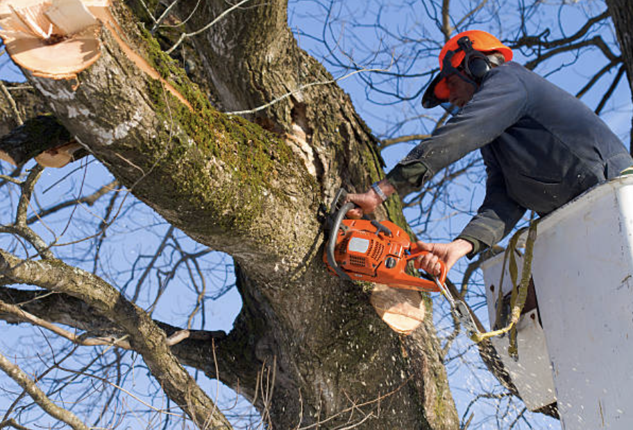 tree trimming delaware pa