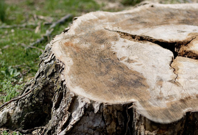 tree stump on ground